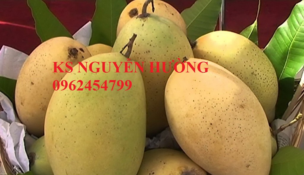 5 Cung cấp cây giống xoài cát, xoài úc, xoài tím, cây giống chất lượng năng suất cao, giao cây toàn