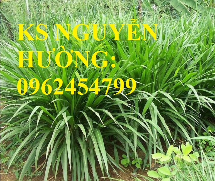 2 Cung cấp giống cỏ Ubon Paspalum, cỏ chịu ngập, cỏ chịu nước, hạt giống cỏ chịu ngập, giao cây toàn 2 Cung cấp giống cỏ Ubon Paspalum, cỏ chịu ngập, cỏ chịu nước, hạt giống cỏ chịu ngập, giao cây toàn