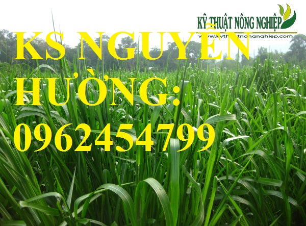 3 Cung cấp giống cỏ Ubon Paspalum, cỏ chịu ngập, cỏ chịu nước, hạt giống cỏ chịu ngập, giao cây toàn 3 Cung cấp giống cỏ Ubon Paspalum, cỏ chịu ngập, cỏ chịu nước, hạt giống cỏ chịu ngập, giao cây toàn