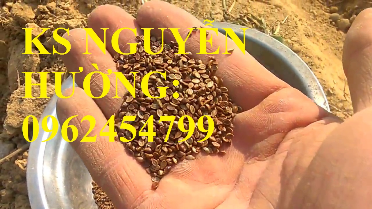 4 Cung cấp giống cỏ Ubon Paspalum, cỏ chịu ngập, cỏ chịu nước, hạt giống cỏ chịu ngập, giao cây toàn 4 Cung cấp giống cỏ Ubon Paspalum, cỏ chịu ngập, cỏ chịu nước, hạt giống cỏ chịu ngập, giao cây toàn