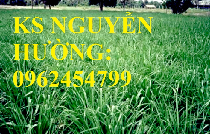 5 Cung cấp giống cỏ Ubon Paspalum, cỏ chịu ngập, cỏ chịu nước, hạt giống cỏ chịu ngập, giao cây toàn 5 Cung cấp giống cỏ Ubon Paspalum, cỏ chịu ngập, cỏ chịu nước, hạt giống cỏ chịu ngập, giao cây toàn
