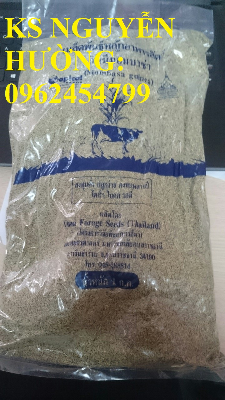 Cung cấp cỏ sả, cỏ ghine, cỏ chăn nuôi, hạt giống nhập khẩu cho năng suất cao, giao hàng toàn quốc Cung cấp cỏ sả, cỏ ghine, cỏ chăn nuôi, hạt giống nhập khẩu cho năng suất cao, giao hàng toàn quốc