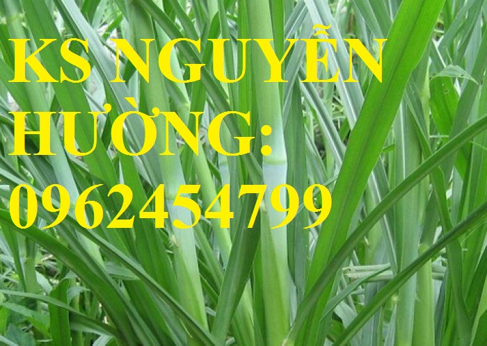 6 Cung cấp cỏ sả, cỏ ghine, cỏ chăn nuôi, hạt giống nhập khẩu cho năng suất cao, giao hàng toàn quốc 6 Cung cấp cỏ sả, cỏ ghine, cỏ chăn nuôi, hạt giống nhập khẩu cho năng suất cao, giao hàng toàn quốc