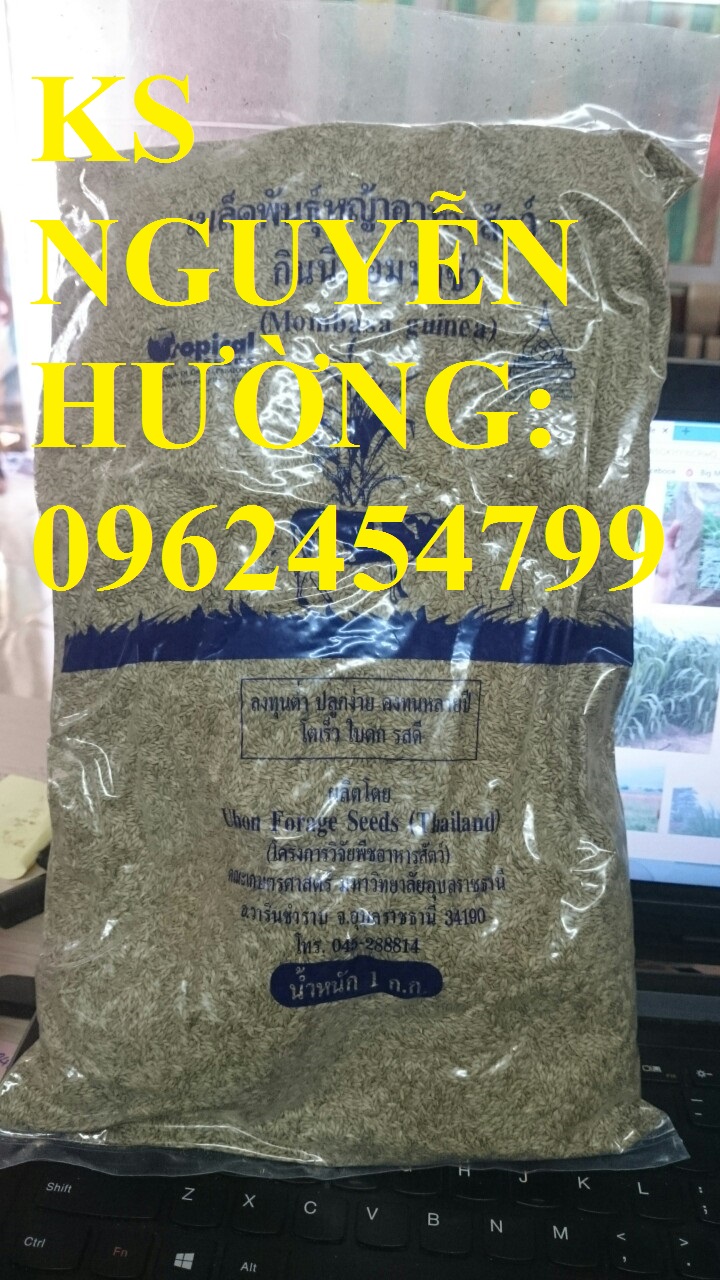 7 Cung cấp cỏ sả, cỏ ghine, cỏ chăn nuôi, hạt giống nhập khẩu cho năng suất cao, giao hàng toàn quốc 7 Cung cấp cỏ sả, cỏ ghine, cỏ chăn nuôi, hạt giống nhập khẩu cho năng suất cao, giao hàng toàn quốc