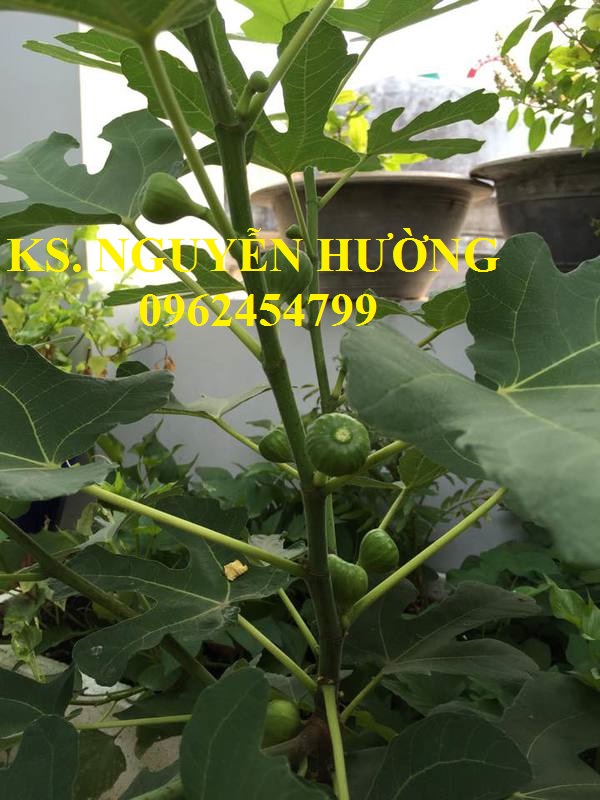 Cung cấp cây giống sung mỹ, sung ngọt, kỹ thuật trồng sung mỹ cho năng suất cao, giao cây toàn quốc Cung cấp cây giống sung mỹ, sung ngọt, kỹ thuật trồng sung mỹ cho năng suất cao, giao cây toàn quốc