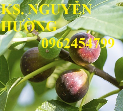 1 Cung cấp cây giống sung mỹ, sung ngọt, kỹ thuật trồng sung mỹ cho năng suất cao, giao cây toàn quốc 1 Cung cấp cây giống sung mỹ, sung ngọt, kỹ thuật trồng sung mỹ cho năng suất cao, giao cây toàn quốc