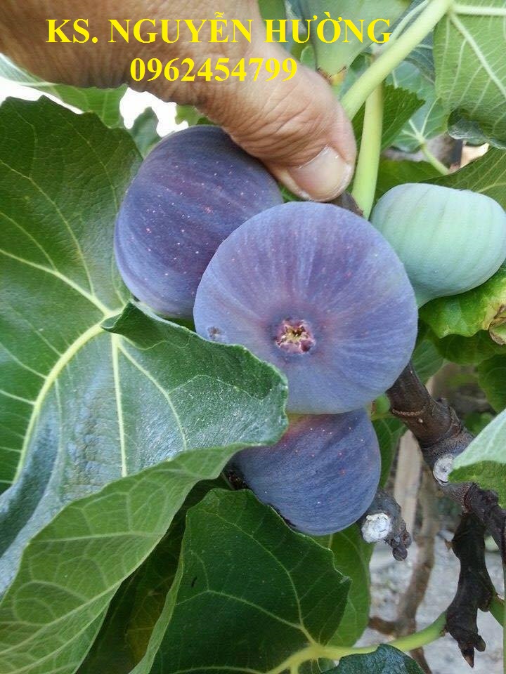 6 Cung cấp cây giống sung mỹ, sung ngọt, kỹ thuật trồng sung mỹ cho năng suất cao, giao cây toàn quốc 6 Cung cấp cây giống sung mỹ, sung ngọt, kỹ thuật trồng sung mỹ cho năng suất cao, giao cây toàn quốc