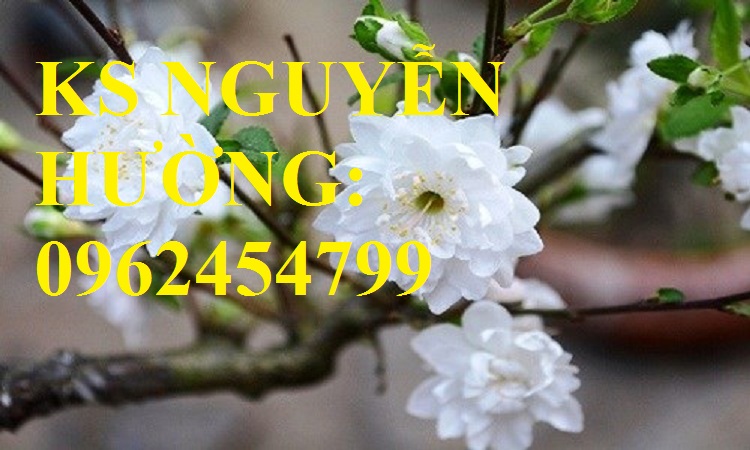 Cung cấp cây giống đào bạch, cây giống đào trắng, địa chỉ cung cấp cây chất lượng - giao cây toàn q Cung cấp cây giống đào bạch, cây giống đào trắng, địa chỉ cung cấp cây chất lượng - giao cây toàn q