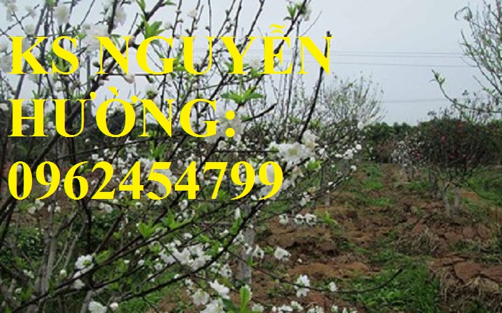 1 Cung cấp cây giống đào bạch, cây giống đào trắng, địa chỉ cung cấp cây chất lượng - giao cây toàn q 1 Cung cấp cây giống đào bạch, cây giống đào trắng, địa chỉ cung cấp cây chất lượng - giao cây toàn q