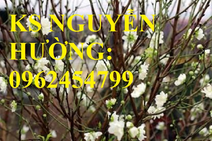 2 Cung cấp cây giống đào bạch, cây giống đào trắng, địa chỉ cung cấp cây chất lượng - giao cây toàn q 2 Cung cấp cây giống đào bạch, cây giống đào trắng, địa chỉ cung cấp cây chất lượng - giao cây toàn q