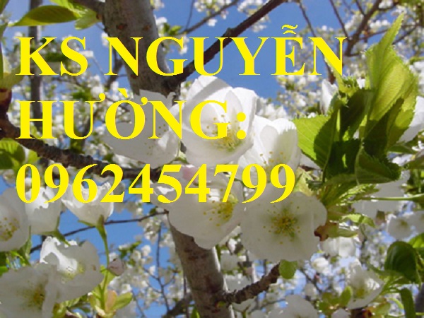 3 Cung cấp cây giống đào bạch, cây giống đào trắng, địa chỉ cung cấp cây chất lượng - giao cây toàn q 3 Cung cấp cây giống đào bạch, cây giống đào trắng, địa chỉ cung cấp cây chất lượng - giao cây toàn q