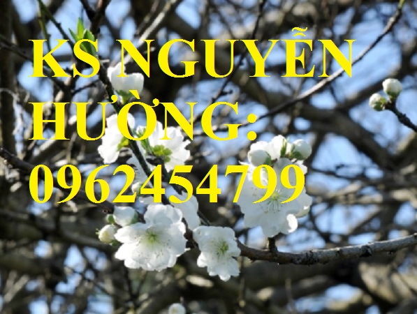 5 Cung cấp cây giống đào bạch, cây giống đào trắng, địa chỉ cung cấp cây chất lượng - giao cây toàn q 5 Cung cấp cây giống đào bạch, cây giống đào trắng, địa chỉ cung cấp cây chất lượng - giao cây toàn q
