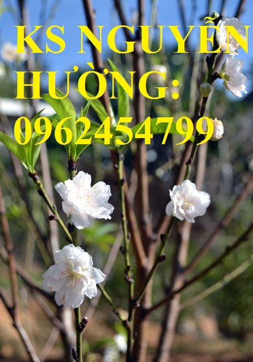 4 Cung cấp cây giống đào bạch, cây giống đào trắng, địa chỉ cung cấp cây chất lượng - giao cây toàn q 4 Cung cấp cây giống đào bạch, cây giống đào trắng, địa chỉ cung cấp cây chất lượng - giao cây toàn q