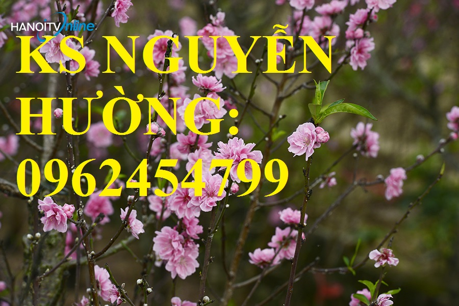 Cung cấp cây giống cây đào phai, cây hoa đào trồng chơi tết, kỹ thuật trồng cây hoa đào Cung cấp cây giống cây đào phai, cây hoa đào trồng chơi tết, kỹ thuật trồng cây hoa đào