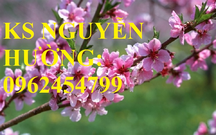 1 Cung cấp cây giống cây đào phai, cây hoa đào trồng chơi tết, kỹ thuật trồng cây hoa đào 1 Cung cấp cây giống cây đào phai, cây hoa đào trồng chơi tết, kỹ thuật trồng cây hoa đào