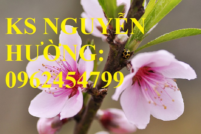 2 Cung cấp cây giống cây đào phai, cây hoa đào trồng chơi tết, kỹ thuật trồng cây hoa đào 2 Cung cấp cây giống cây đào phai, cây hoa đào trồng chơi tết, kỹ thuật trồng cây hoa đào