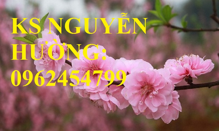 3 Cung cấp cây giống cây đào phai, cây hoa đào trồng chơi tết, kỹ thuật trồng cây hoa đào 3 Cung cấp cây giống cây đào phai, cây hoa đào trồng chơi tết, kỹ thuật trồng cây hoa đào