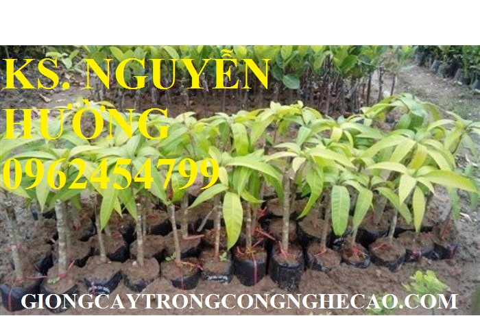 1 Cung cấp cây giống xoài, cây giống xoài úc, cây giống phát triển cho năng suất cao 1 Cung cấp cây giống xoài, cây giống xoài úc, cây giống phát triển cho năng suất cao