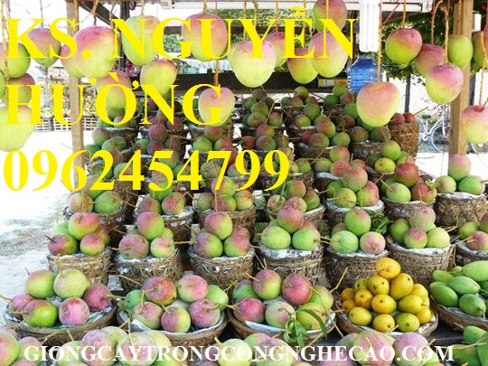 2 Cung cấp cây giống xoài, cây giống xoài úc, cây giống phát triển cho năng suất cao 2 Cung cấp cây giống xoài, cây giống xoài úc, cây giống phát triển cho năng suất cao