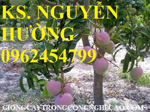 4 Cung cấp cây giống xoài, cây giống xoài úc, cây giống phát triển cho năng suất cao 4 Cung cấp cây giống xoài, cây giống xoài úc, cây giống phát triển cho năng suất cao