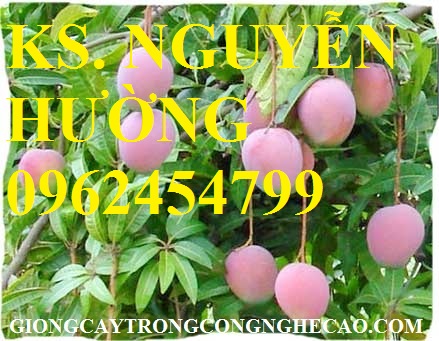 5 Cung cấp cây giống xoài, cây giống xoài úc, cây giống phát triển cho năng suất cao 5 Cung cấp cây giống xoài, cây giống xoài úc, cây giống phát triển cho năng suất cao