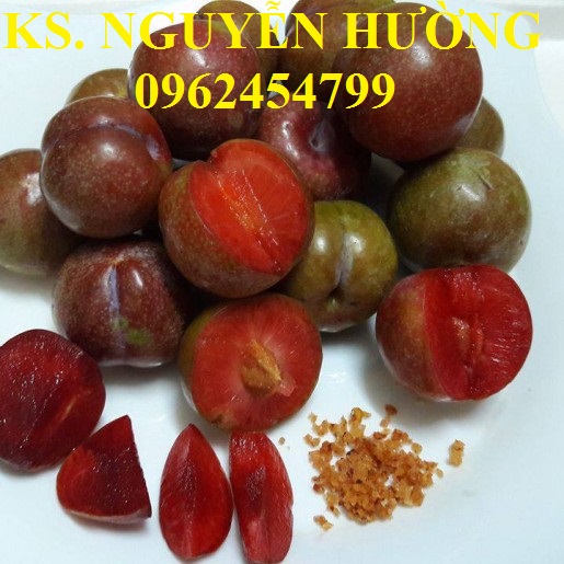 Cung cấp cây giống mận hậu, mận tam hoa, mận cho năng suất cao, giao cây toàn quốc Cung cấp cây giống mận hậu, mận tam hoa, mận cho năng suất cao, giao cây toàn quốc