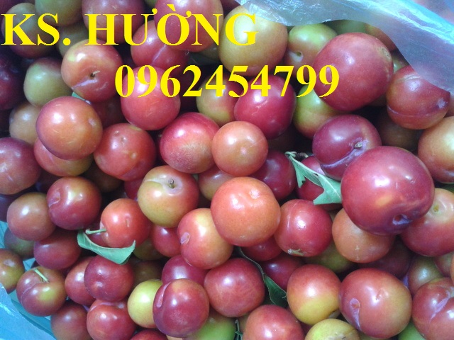 1 Cung cấp cây giống mận hậu, mận tam hoa, mận cho năng suất cao, giao cây toàn quốc 1 Cung cấp cây giống mận hậu, mận tam hoa, mận cho năng suất cao, giao cây toàn quốc