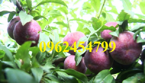 2 Cung cấp cây giống mận hậu, mận tam hoa, mận cho năng suất cao, giao cây toàn quốc 2 Cung cấp cây giống mận hậu, mận tam hoa, mận cho năng suất cao, giao cây toàn quốc