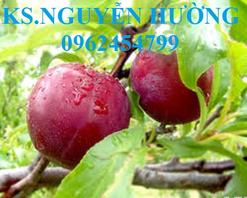 4 Cung cấp cây giống mận hậu, mận tam hoa, mận cho năng suất cao, giao cây toàn quốc 4 Cung cấp cây giống mận hậu, mận tam hoa, mận cho năng suất cao, giao cây toàn quốc