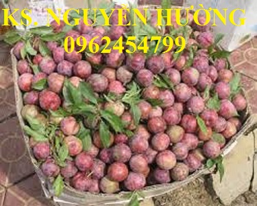 5 Cung cấp cây giống mận hậu, mận tam hoa, mận cho năng suất cao, giao cây toàn quốc 5 Cung cấp cây giống mận hậu, mận tam hoa, mận cho năng suất cao, giao cây toàn quốc