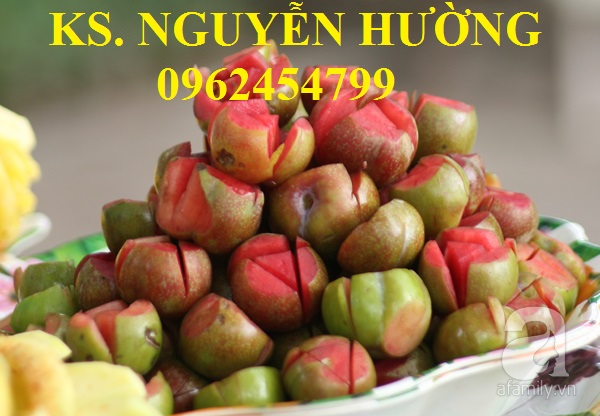 6 Cung cấp cây giống mận hậu, mận tam hoa, mận cho năng suất cao, giao cây toàn quốc 6 Cung cấp cây giống mận hậu, mận tam hoa, mận cho năng suất cao, giao cây toàn quốc