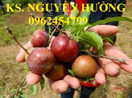 7 Cung cấp cây giống mận hậu, mận tam hoa, mận cho năng suất cao, giao cây toàn quốc 7 Cung cấp cây giống mận hậu, mận tam hoa, mận cho năng suất cao, giao cây toàn quốc