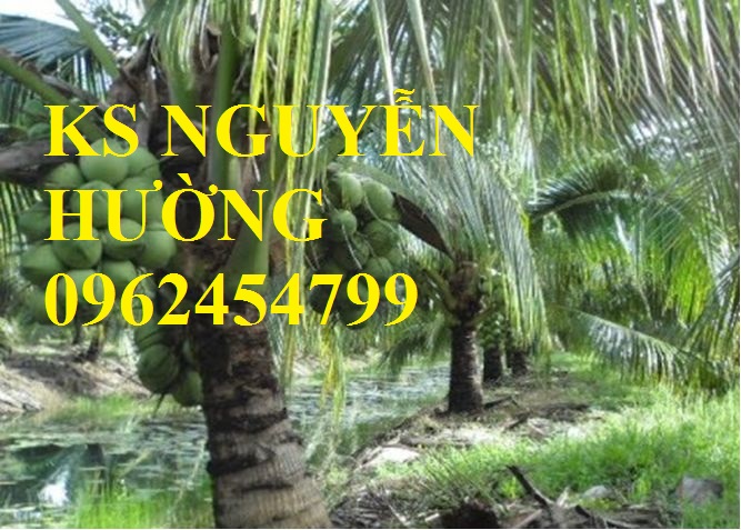 Cung cấp giống cây dừa xiêm lùn, cây dừa xiêm uống nước, dừa xiêm xanh, giao cây toàn quốc