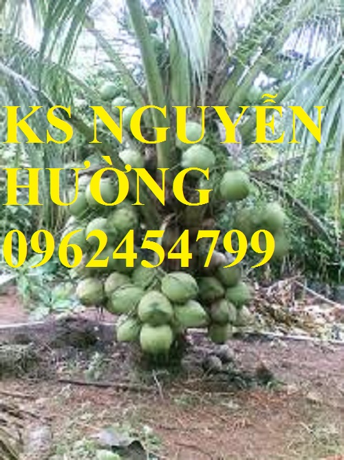 1 Cung cấp giống cây dừa xiêm lùn, cây dừa xiêm uống nước, dừa xiêm xanh, giao cây toàn quốc