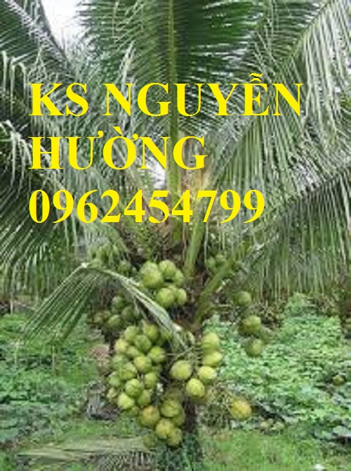 2 Cung cấp giống cây dừa xiêm lùn, cây dừa xiêm uống nước, dừa xiêm xanh, giao cây toàn quốc