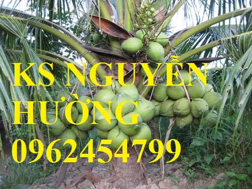 3 Cung cấp giống cây dừa xiêm lùn, cây dừa xiêm uống nước, dừa xiêm xanh, giao cây toàn quốc