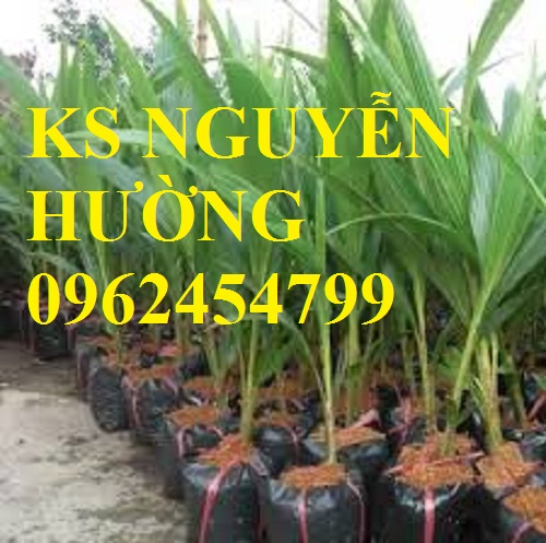 4 Cung cấp giống cây dừa xiêm lùn, cây dừa xiêm uống nước, dừa xiêm xanh, giao cây toàn quốc