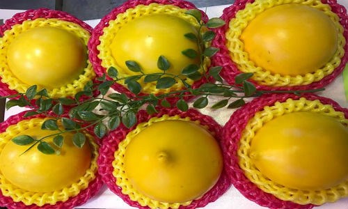 Cung cấp cây giống vú sữa vàng, vú sữa hoàng kim, vú sữa abiu, cung cấp cây giống toàn quốc