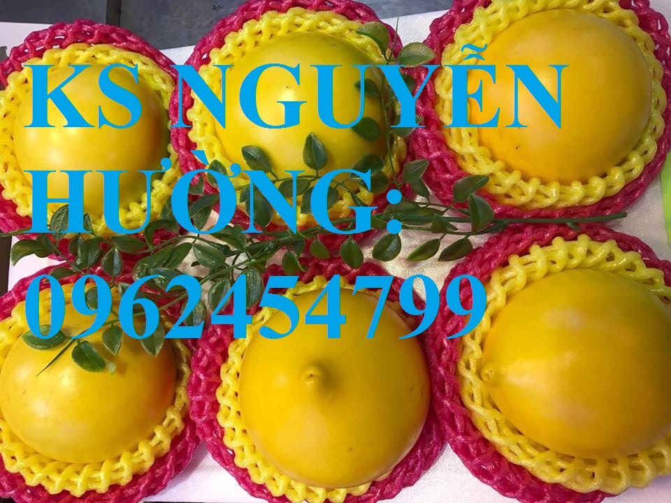 4 Cung cấp cây giống vú sữa vàng, vú sữa hoàng kim, vú sữa abiu, cung cấp cây giống toàn quốc