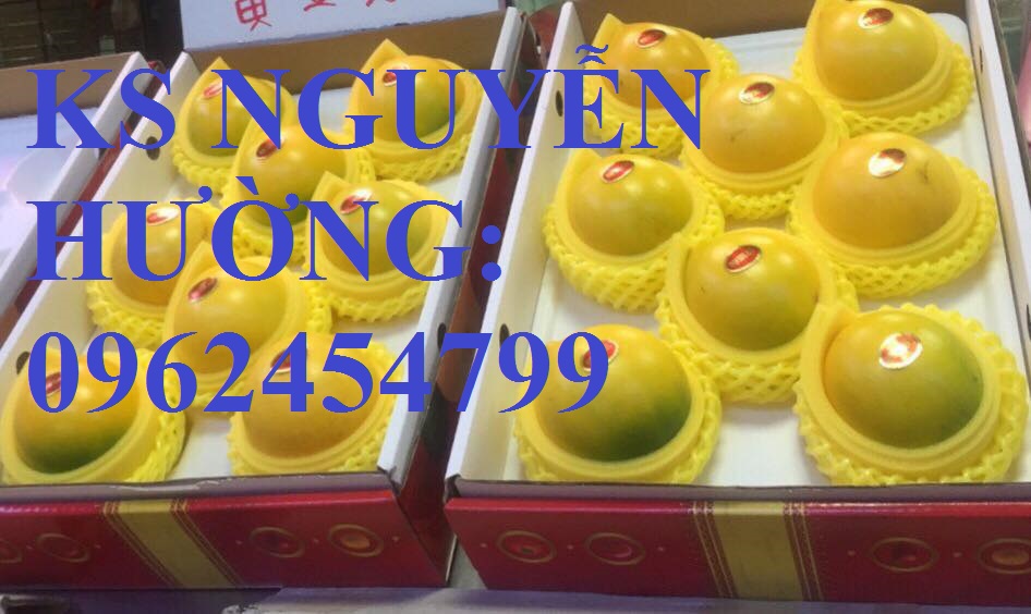 5 Cung cấp cây giống vú sữa vàng, vú sữa hoàng kim, vú sữa abiu, cung cấp cây giống toàn quốc