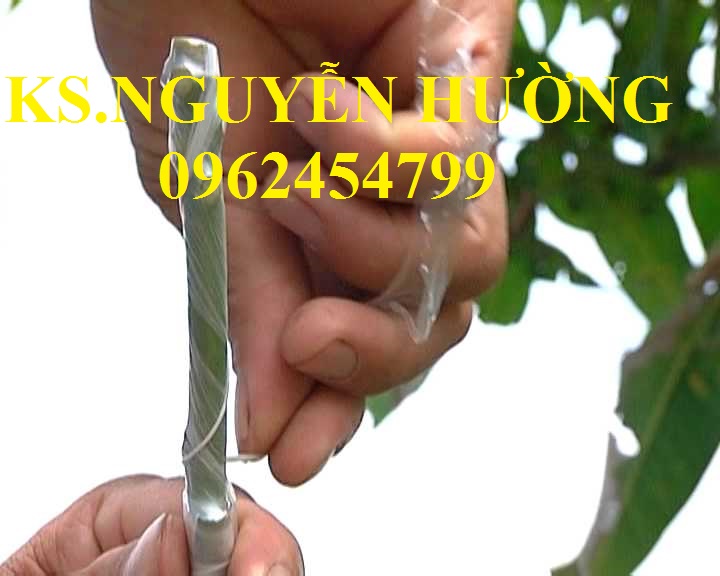 1 Cung cấp băng ghép cây tự hủy, dây ghép cây tự hủy, giao hàng toàn quốc 1 Cung cấp băng ghép cây tự hủy, dây ghép cây tự hủy, giao hàng toàn quốc