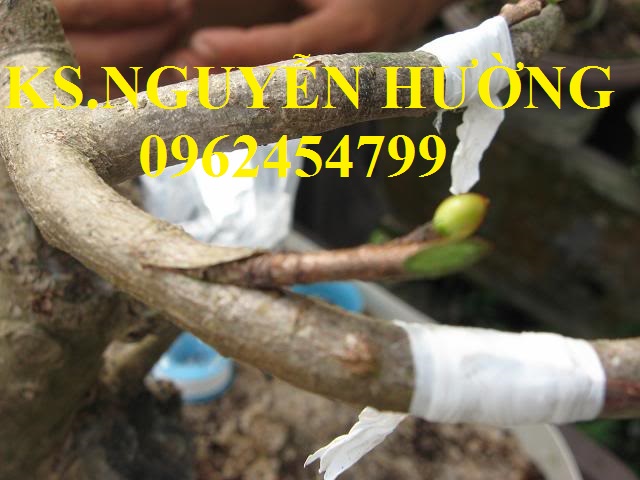 3 Cung cấp băng ghép cây tự hủy, dây ghép cây tự hủy, giao hàng toàn quốc 3 Cung cấp băng ghép cây tự hủy, dây ghép cây tự hủy, giao hàng toàn quốc