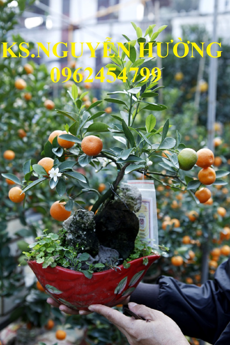 2 Cung cấp cây giống quất chua, quất ngọt, kỹ thuật trồng cây quất, giao cây toàn quốc