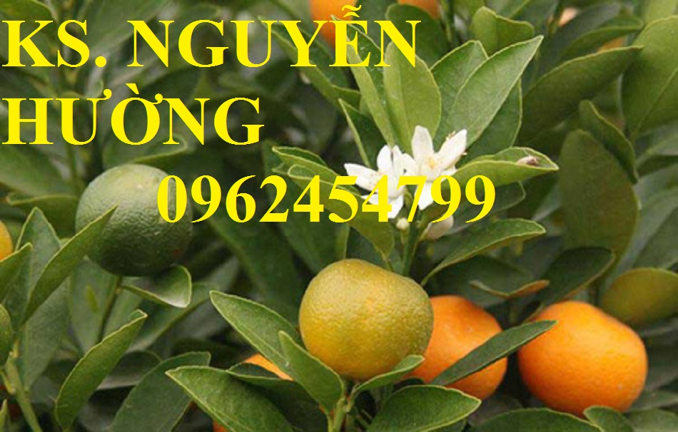 1 Cung cấp cây giống quất chua, quất ngọt, kỹ thuật trồng cây quất, giao cây toàn quốc