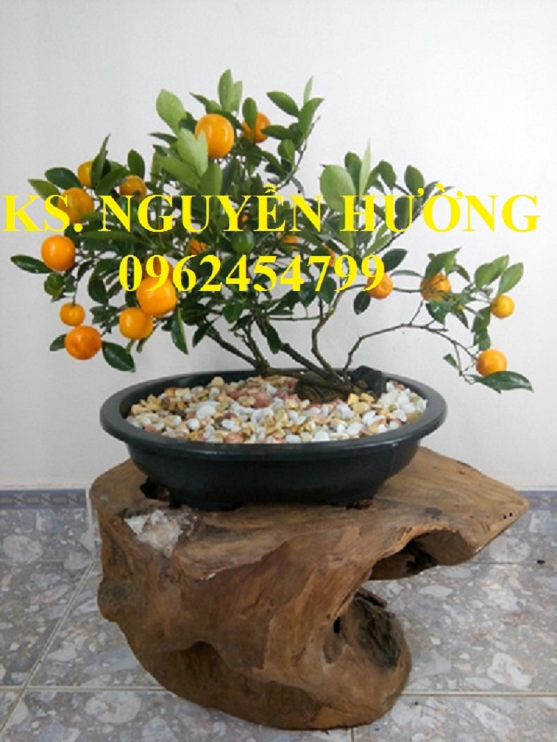 Cung cấp cây giống quất chua, quất ngọt, kỹ thuật trồng cây quất, giao cây toàn quốc