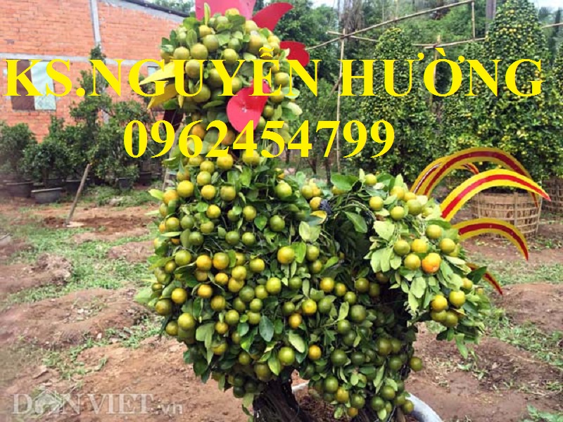 3 Cung cấp cây giống quất chua, quất ngọt, kỹ thuật trồng cây quất, giao cây toàn quốc
