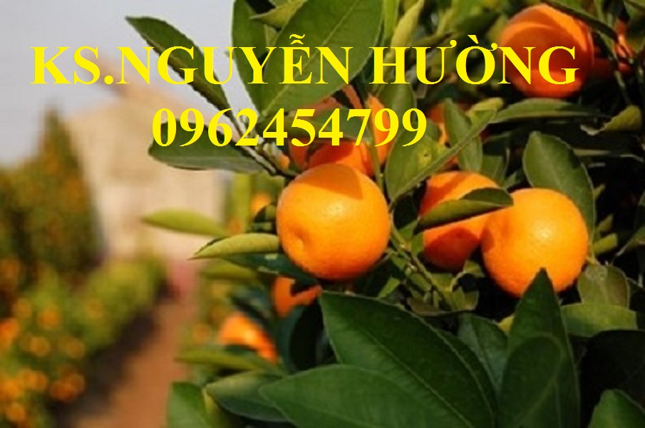 5 Cung cấp cây giống quất chua, quất ngọt, kỹ thuật trồng cây quất, giao cây toàn quốc