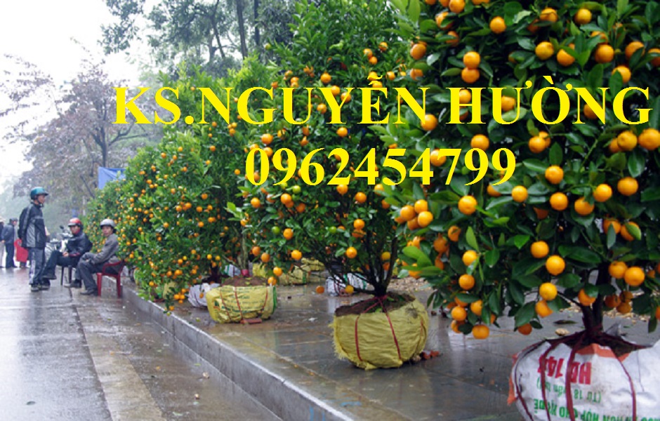 6 Cung cấp cây giống quất chua, quất ngọt, kỹ thuật trồng cây quất, giao cây toàn quốc