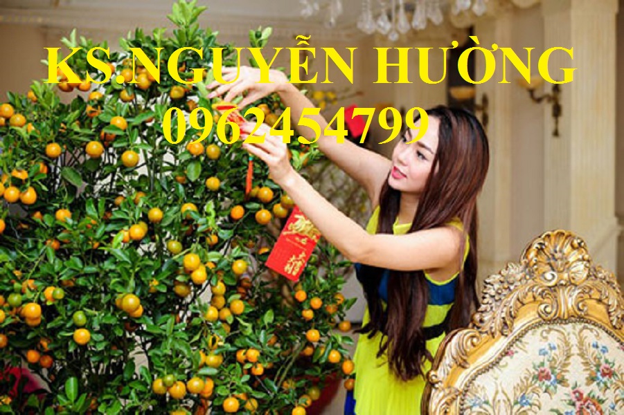 7 Cung cấp cây giống quất chua, quất ngọt, kỹ thuật trồng cây quất, giao cây toàn quốc