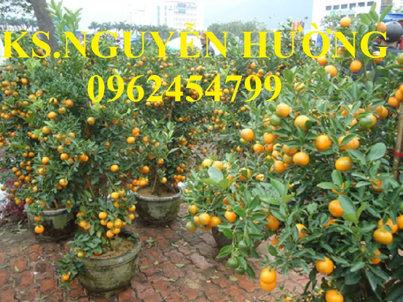 8 Cung cấp cây giống quất chua, quất ngọt, kỹ thuật trồng cây quất, giao cây toàn quốc